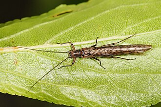 Plecoptera